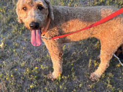 Found/Stray Female Dog last seen Houston Tx, Houston, TX 77061