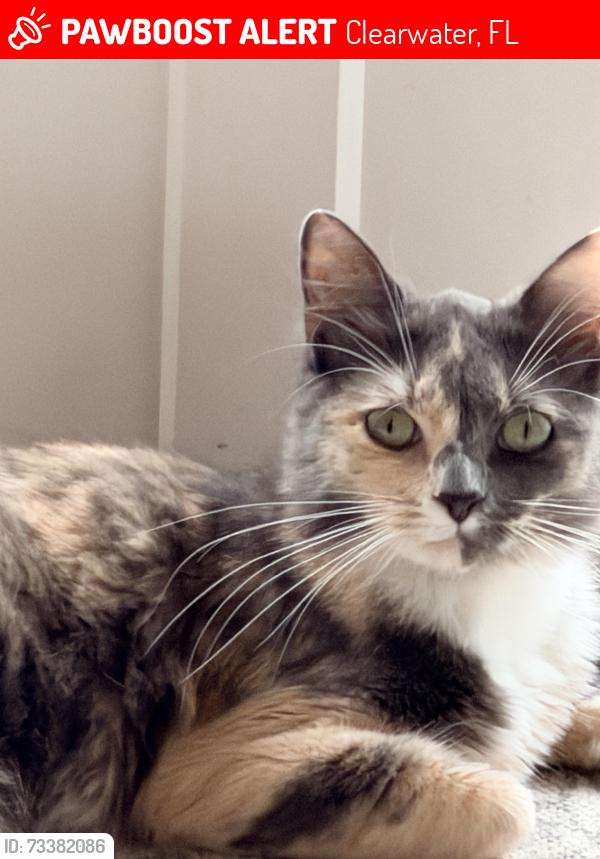 Lost Female Cat last seen Montclair / On Top of World, Clearwater, FL 33763
