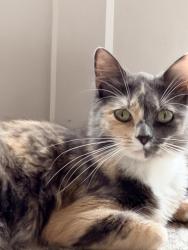 Lost Female Cat last seen Montclair / On Top of World, Clearwater, FL 33763