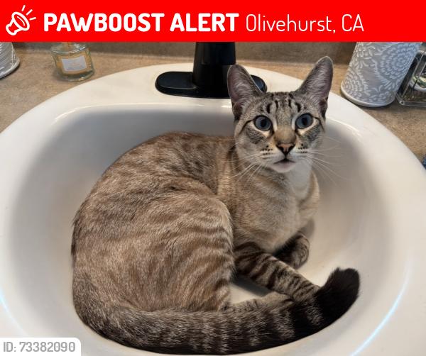 Lost Male Cat last seen Feather River, Olivehurst, CA 95961