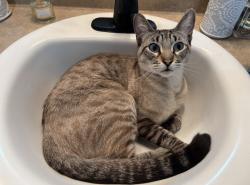 Lost Male Cat last seen Feather River, Olivehurst, CA 95961