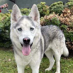 Shelter Stray Male Dog last seen , 361 S Raymond Ave, Pasadena, CA 91105, USA