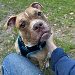 Shelter Stray Male Dog last seen , Animal Care & Control Team of Philly, 111 W Hunting Park Ave, Philadelphia, PA 19140, USA