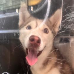 Shelter Stray Female Dog last seen , Animal Care & Control Team of Philly, 111 W Hunting Park Ave, Philadelphia, PA 19140, USA