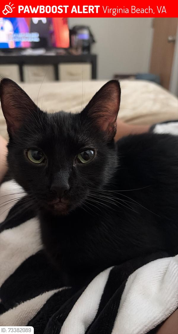 Lost Female Cat last seen Waterford apmts, Virginia Beach, VA 23455