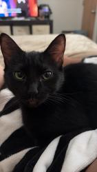 Lost Female Cat last seen Waterford apmts, Virginia Beach, VA 23455