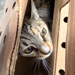 Shelter Stray Female Cat last seen , Animal Care & Control Team of Philly, 111 W Hunting Park Ave, Philadelphia, PA 19140, USA