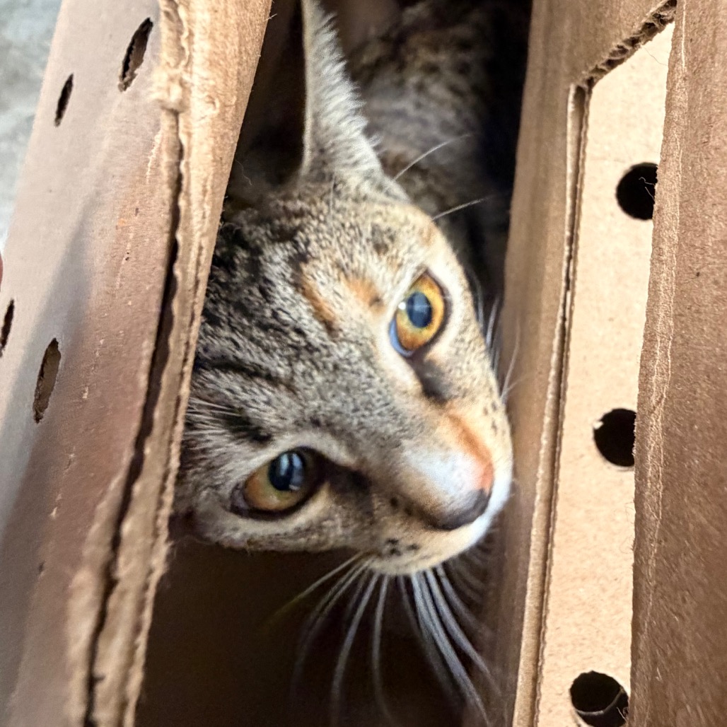 Shelter Stray Female Cat last seen , Animal Care & Control Team of Philly, 111 W Hunting Park Ave, Philadelphia, PA 19140, USA