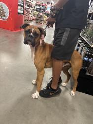 Lost Male Dog last seen Near south 7 st Baytown tx, Baytown, TX 77520