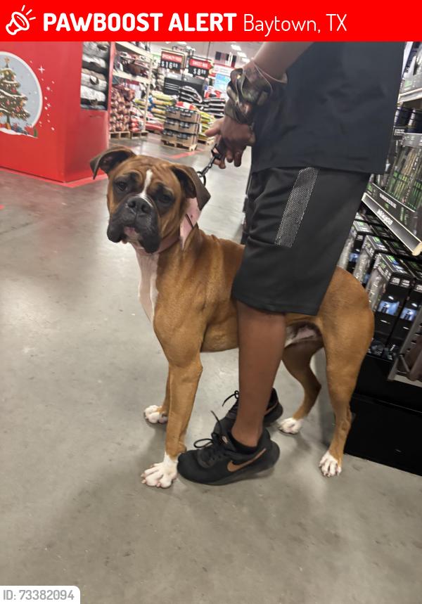 Lost Male Dog last seen Near south 7 st Baytown tx, Baytown, TX 77520