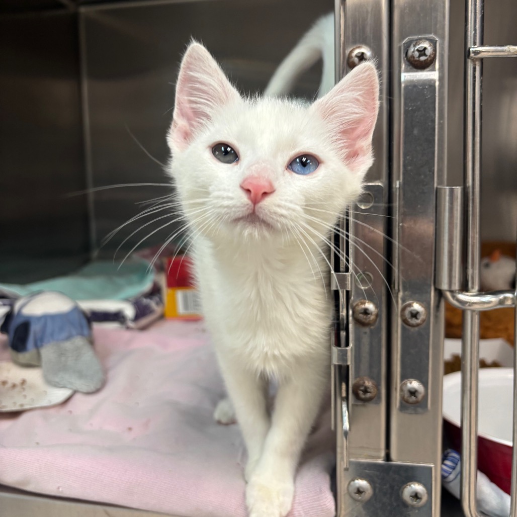 Shelter Stray Female Cat last seen , 1244 N Delsea Dr, Vineland, NJ 08360, USA