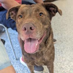 Shelter Stray Female Dog last seen , 328 Furman Hall Rd, Greenville, SC 29609, USA