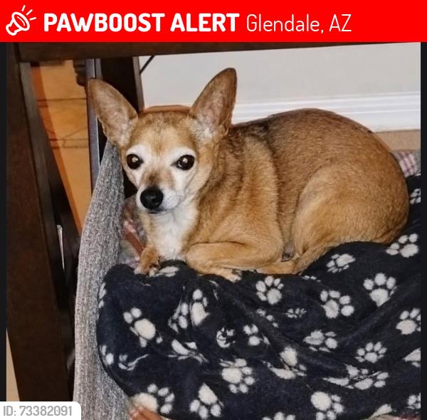 Lost Male Dog last seen 59th Ave and Greenway, Glendale AZ, Glendale, AZ 85306
