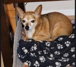 Lost Male Dog last seen 59th Ave and Greenway, Glendale AZ, Glendale, AZ 85306