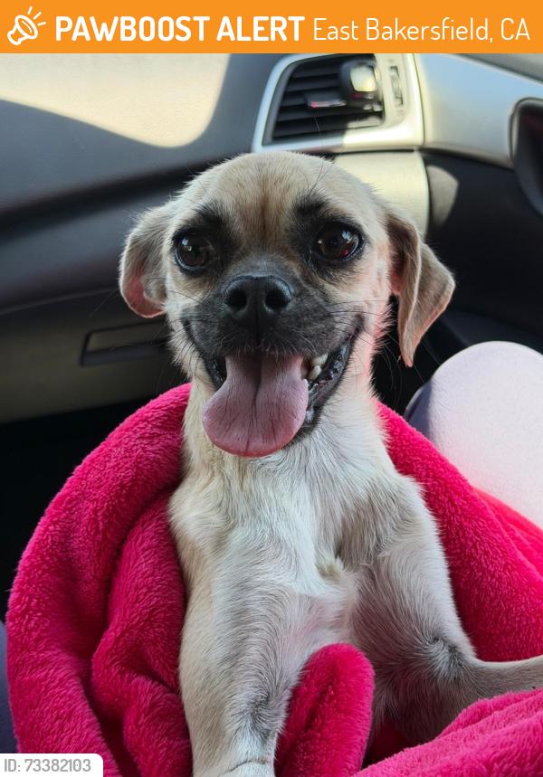 Found/Stray Female Dog last seen Mt Vernon and lake st east bakersfield, East Bakersfield, CA 93305
