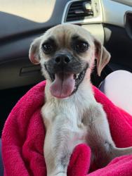Found/Stray Female Dog last seen Mt Vernon and lake st east bakersfield, East Bakersfield, CA 93305