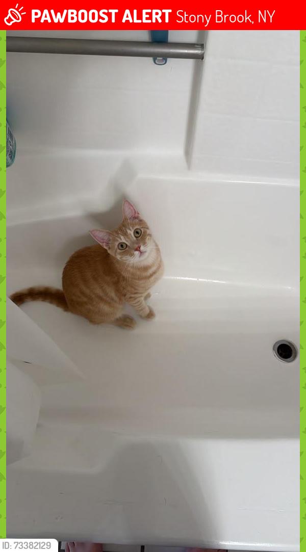 Lost Male Cat last seen Near fraternity ln, Stony Brook, NY 11790