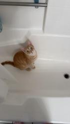 Lost Male Cat last seen Near fraternity ln, Stony Brook, NY 11790