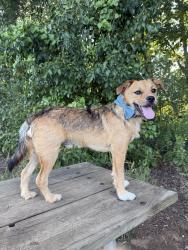 Reunited Male Dog last seen Hector Henry greenway by Odell school, Concord, NC 28027