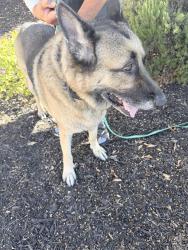 Reunited Male Dog last seen Olympia rose dr, Murrieta, CA 92563
