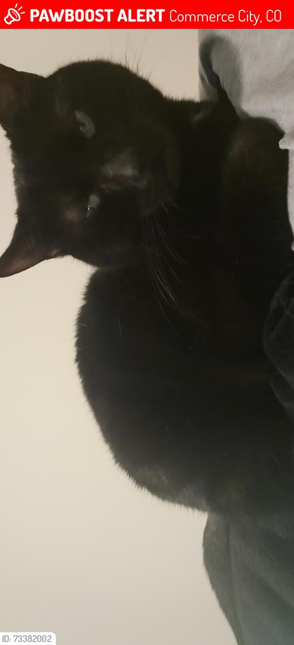 Lost Female Cat last seen 62nd ave and monaco, Commerce City, CO 80022