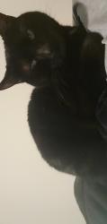 Lost Female Cat last seen 62nd ave and monaco, Commerce City, CO 80022