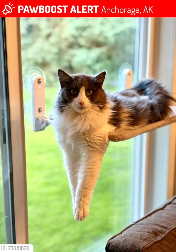 Lost Female Cat last seen Independence Park Drive, Anchorage, AK 99507