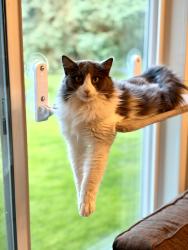 Lost Female Cat last seen Independence Park Drive, Anchorage, AK 99507