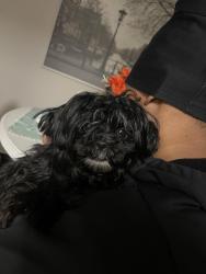 Lost Female Dog last seen Heritage oaks dr and mainstreet, DeKalb County, GA 30088