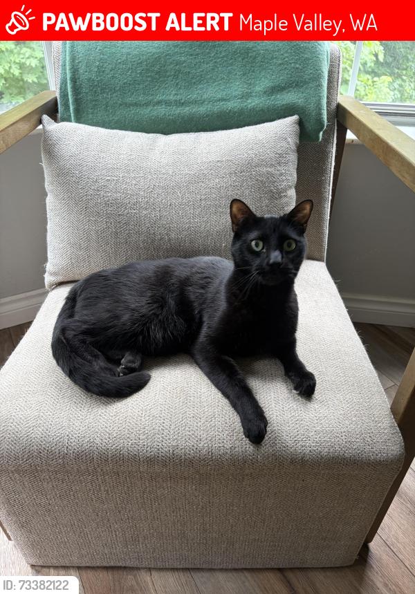 Lost Male Cat last seen 220th PL SE,, Maple Valley, WA 98038
