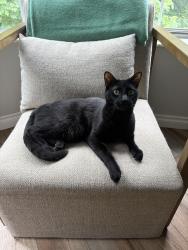Lost Male Cat last seen 220th PL SE,, Maple Valley, WA 98038