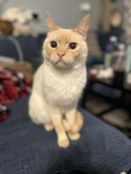 Reunited Male Cat last seen Broadacre Cir and Round Barn Blvd, Santa Rosa, CA 95403