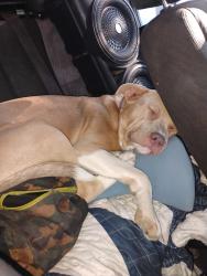Lost Male Dog last seen Near ironwood, Saint Clair, MO 63077