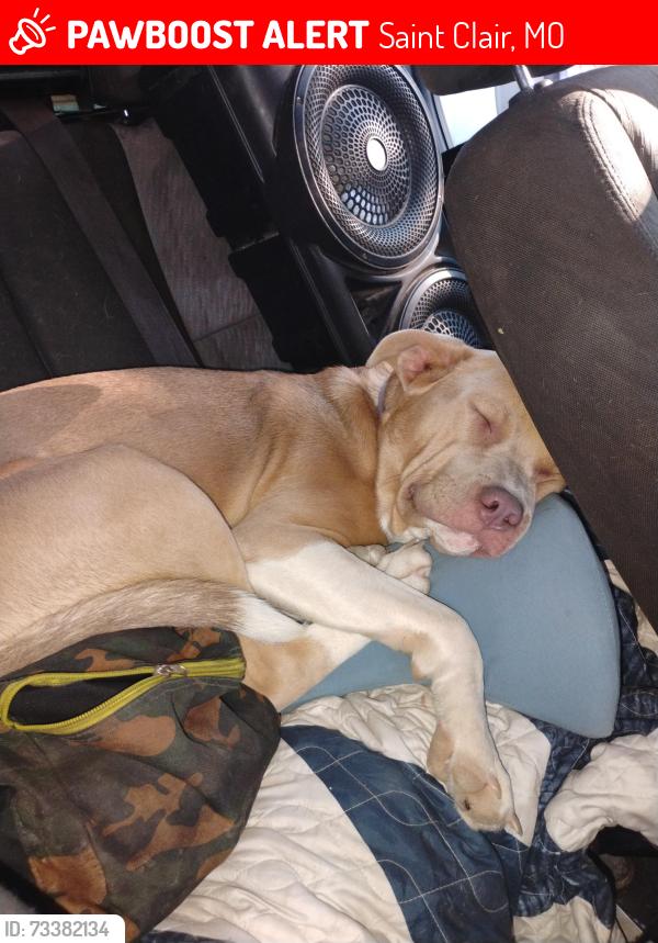Lost Male Dog last seen Near ironwood, Saint Clair, MO 63077
