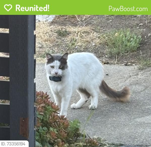 Reunited Unknown Cat last seen On Thermal Street between Cherokee and 98th Ave, Oakland, CA 94605