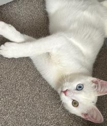 Lost Male Cat last seen Lady of the Rosary Church, Staines-upon-Thames, England 