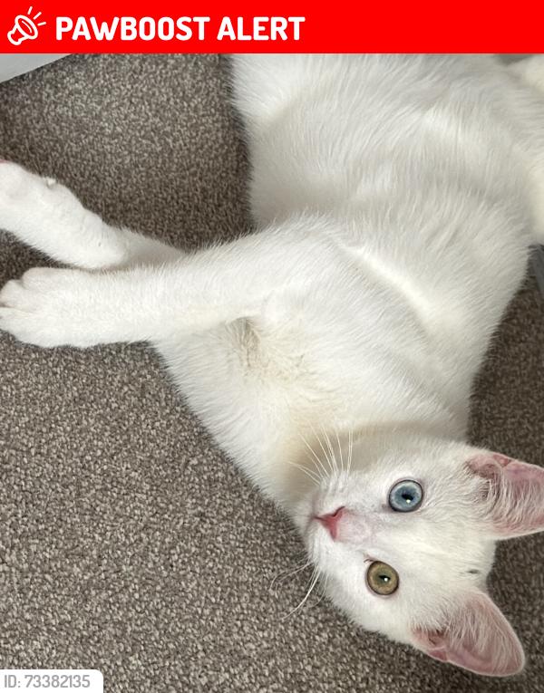 Lost Male Cat last seen Lady of the Rosary Church, Staines-upon-Thames, England 