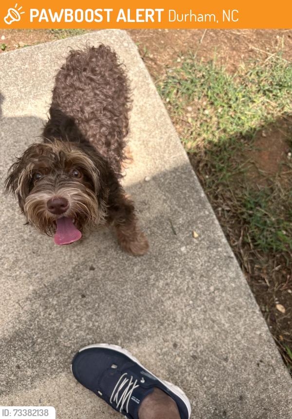 Found/Stray Unknown Dog last seen TW Alexander and Twin Creeks Ct, Durham, NC 27709