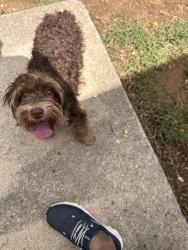 Found/Stray Unknown Dog last seen TW Alexander and Twin Creeks Ct, Durham, NC 27709