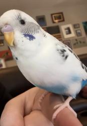 Lost Unknown Bird last seen North Country Road & Crystal Brook Hollow Road, Port Jefferson, NY 11777