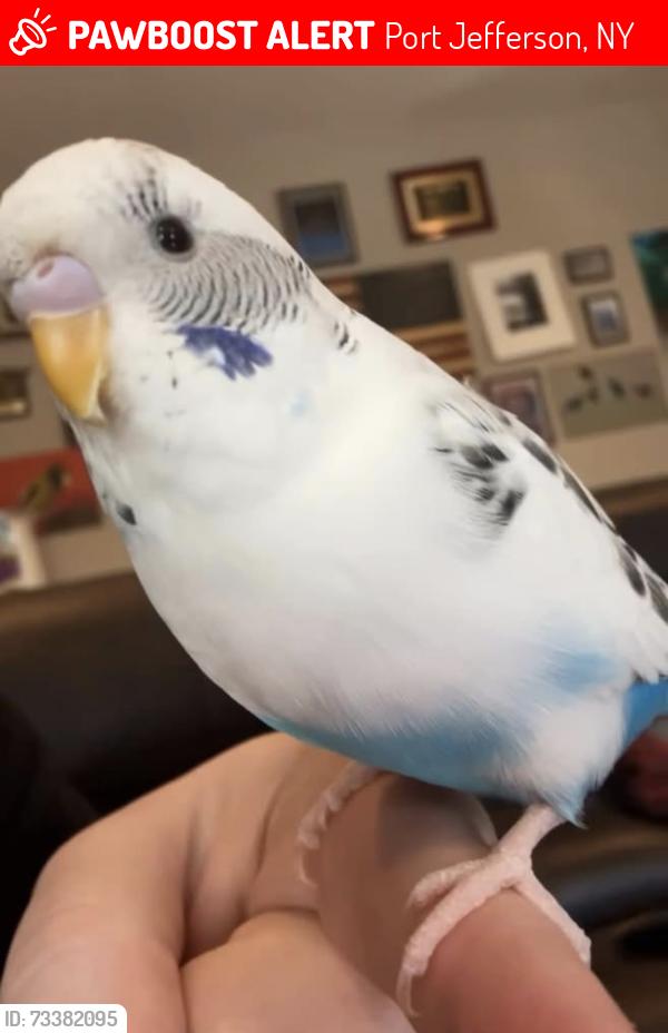 Lost Unknown Bird last seen North Country Road & Crystal Brook Hollow Road, Port Jefferson, NY 11777