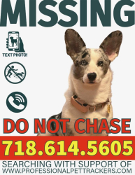 Lost Female Dog last seen Red church Rd, Kempton, PA 19529