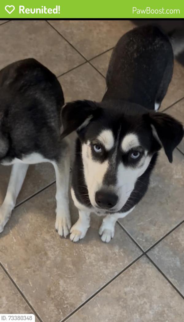 Reunited Female Dog last seen 40th street s/ 5th ave s, St. Petersburg, FL 33711