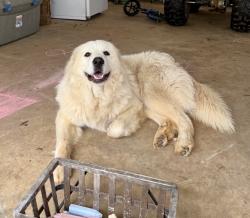 Lost Female Dog last seen N/A, Gray, GA 31032