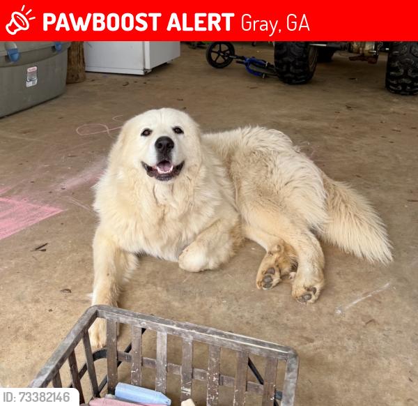Lost Female Dog last seen N/A, Gray, GA 31032