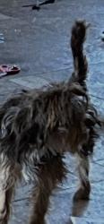 Lost Male Dog last seen Tonopah and plamer, North Las Vegas, NV 89030