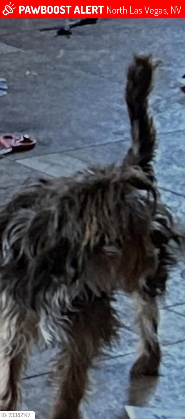 Lost Male Dog last seen Tonopah and plamer, North Las Vegas, NV 89030