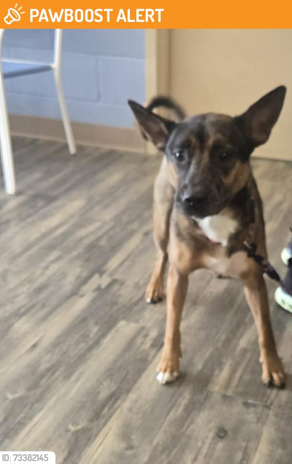 Found/Stray Male Dog last seen lawrence rd warners ny, Onondaga County, NY 13209