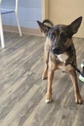 Found/Stray Male Dog last seen lawrence rd warners ny, Onondaga County, NY 13209