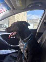 Found/Stray Female Dog last seen Navarro Ranch - Seguin, Geronimo, TX 78155